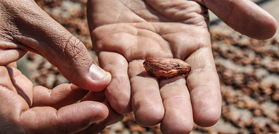 cocoa bean cocoa bean